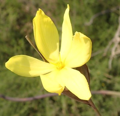 Bobartia macrospatha, photographed by Nicola van Berkel
