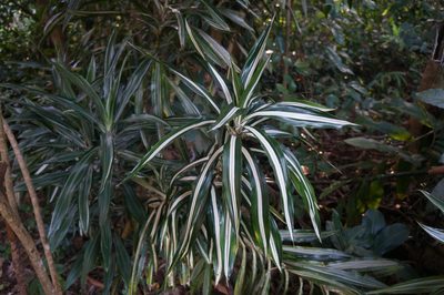 Dracaena fragrans, photographed by Henggang Cui