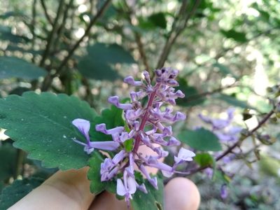 Plectranthus zuluensis, photographed by De Waal Hugo