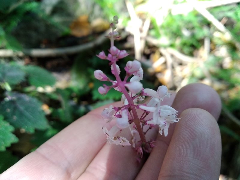 Plectranthus swynnertonii, photographed by De Waal Hugo