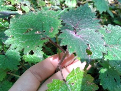Plectranthus swynnertonii, photographed by De Waal Hugo