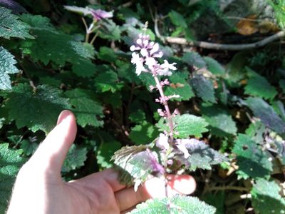 Plectranthus swynnertonii, photographed by De Waal Hugo