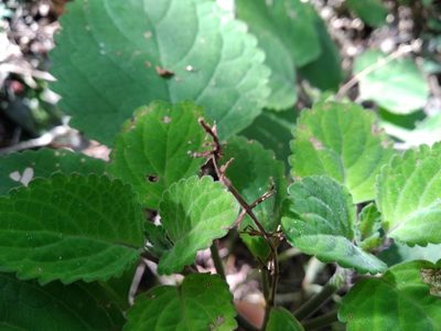 Plectranthus zuluensis, photographed by De Waal Hugo