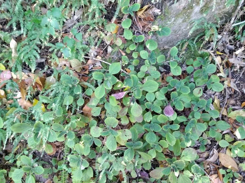 Plectranthus malvinus, photographed by De Waal Hugo