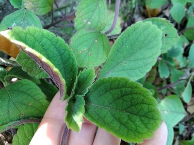 Plectranthus malvinus, photographed by De Waal Hugo