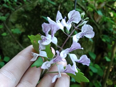 Plectranthus saccatus, photographed by De Waal Hugo