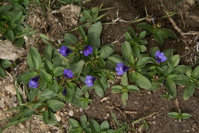 Lancea tibetica, photographed by Ina Siebert