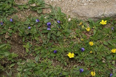Lancea tibetica, photographed by Ina Siebert