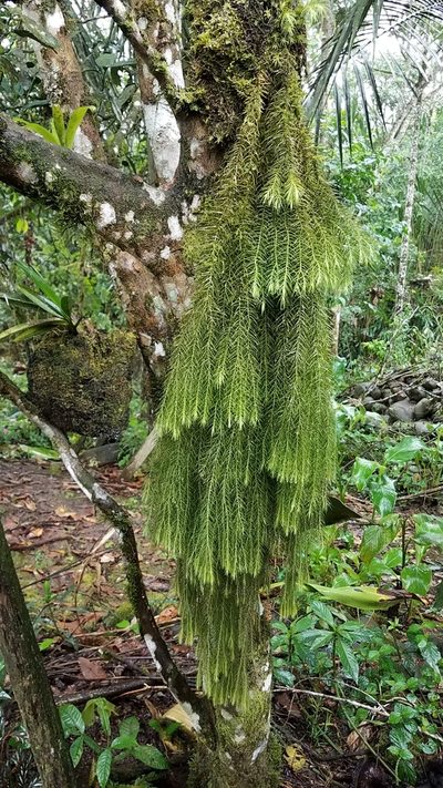 Phlegmariurus linifolius, photographed by Alan Rockefeller
