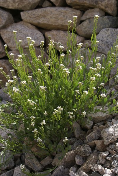 Christolea crassifolia, photographed by Ina Siebert