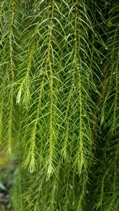Phlegmariurus linifolius, photographed by Alan Rockefeller