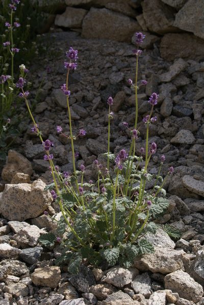 Nepeta floccosa, photographed by Ina Siebert