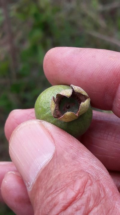 Psidium grandifolium, photographed by Douglas