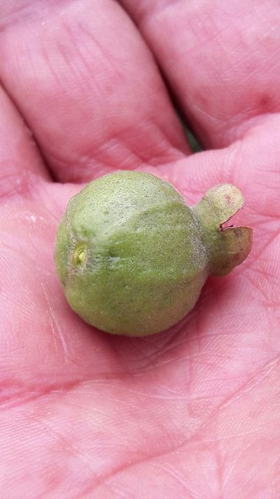 Psidium grandifolium, photographed by Douglas