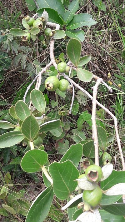 Psidium grandifolium, photographed by Douglas