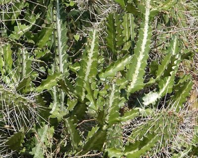 Euphorbia lactea, photographed by Paul Prior