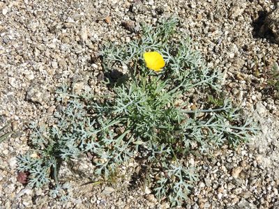 Eschscholzia parishii, photographed by P Holroyd