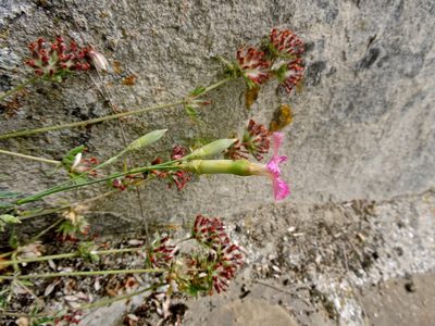 Dianthus virgineus, photographed by Karsten Rohweder