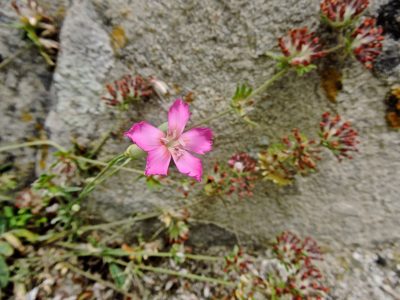 Dianthus virgineus, photographed by Karsten Rohweder
