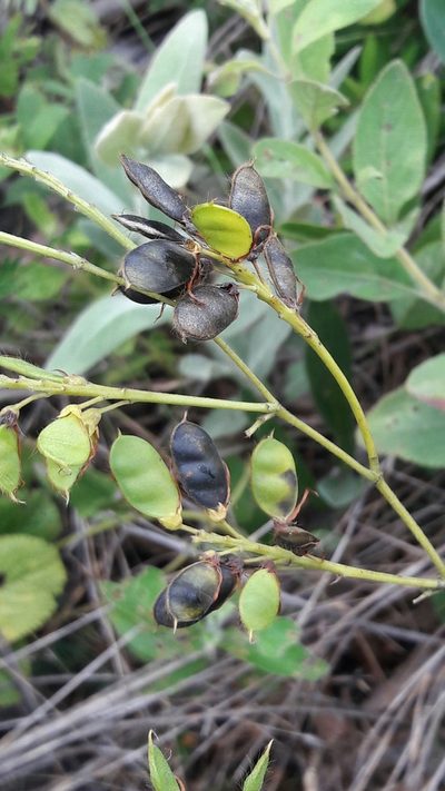 Eriosema brasiliense, photographed by Douglas