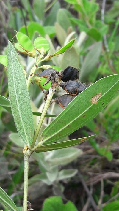 Eriosema brasiliense, photographed by Douglas