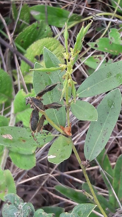 Eriosema brasiliense, photographed by Douglas