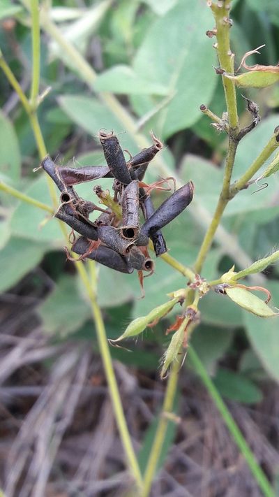 Eriosema brasiliense, photographed by Douglas