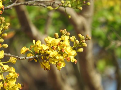 Cenostigma gaumeri, photographed by Juan Cruzado Cortés