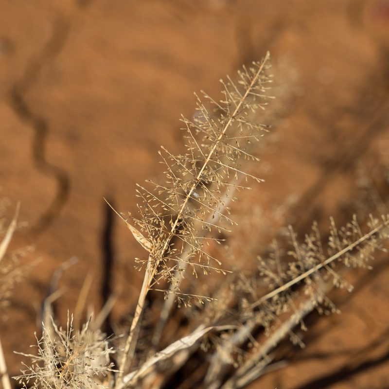 Sporobolus australasicus, photographed by Kym Nicolson