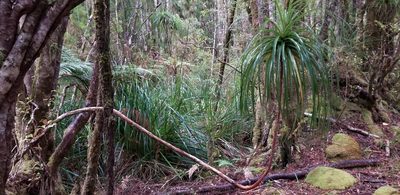 Dracophyllum elegantissimum, photographed by Brett Sandford