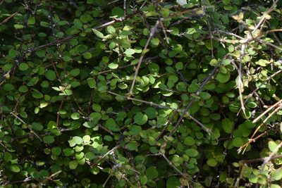 Coprosma rubra, photographed by John Barkla