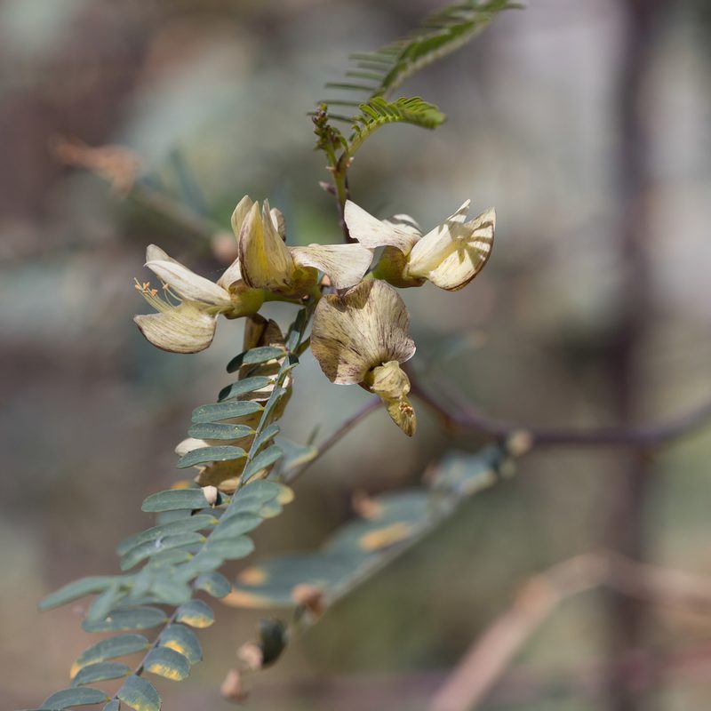 Sesbania benthamiana, photographed by Kym Nicolson