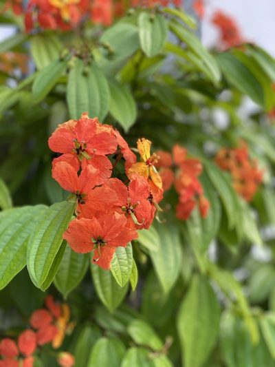 Phanera kockiana, photographed by em4peace