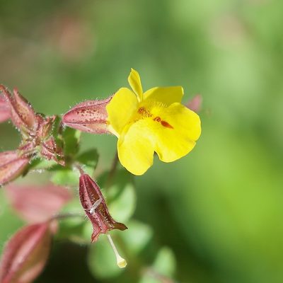 Erythranthe lagunensis, photographed by Bill Levine