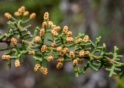 Hesperocyparis pygmaea, photographed by Alan Rockefeller