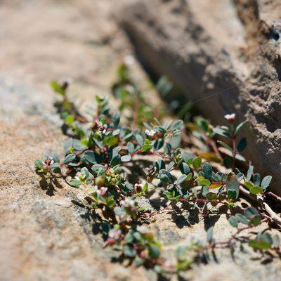 Euphorbia magdalenae, photographed by Bill Levine