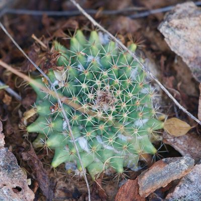 Mammillaria petrophila, photographed by Bill Levine