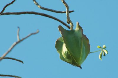 Jacaratia mexicana, photographed by adel-fridus