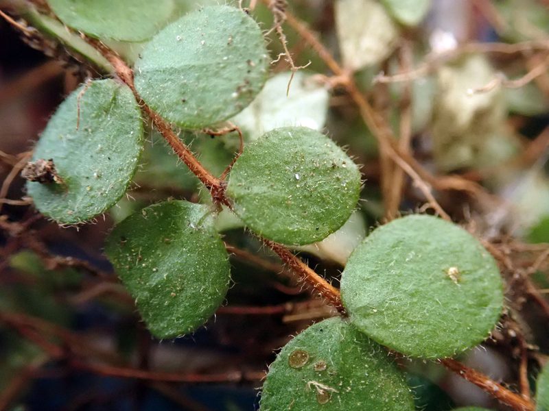 Metrosideros carminea, photographed by Peter de Lange