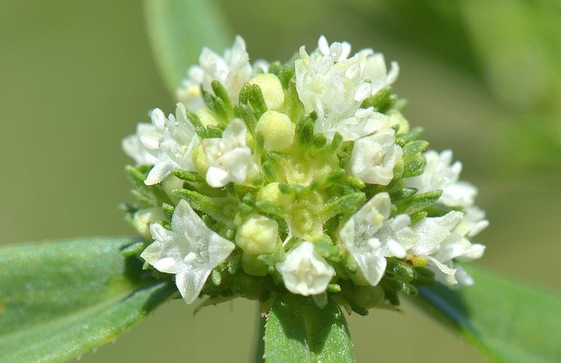 Diacrodon compressus, photographed by James (Jim) Duggan