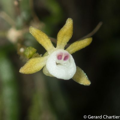 Taeniophyllum pusillum, photographed by Gerard Chartier