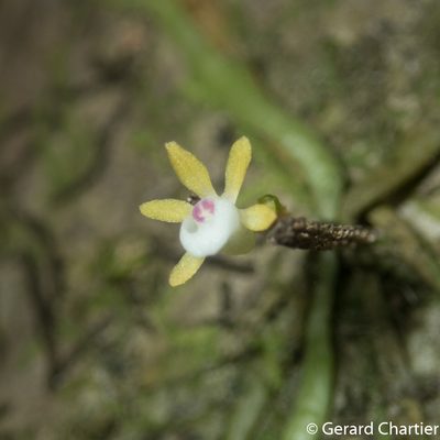 Taeniophyllum pusillum, photographed by Gerard Chartier