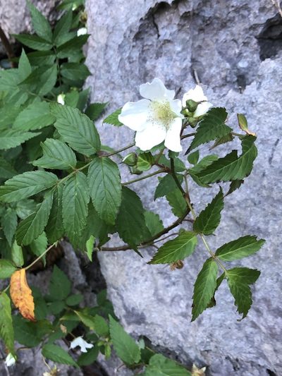 Rubus okinawensis, photographed by Takaaki Hattori