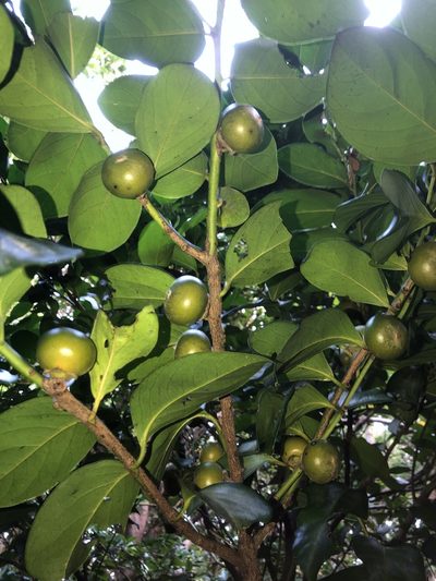 Diospyros maritima, photographed by Takaaki Hattori