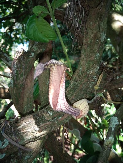 Aristolochia schippii, photographed by alejandrozab