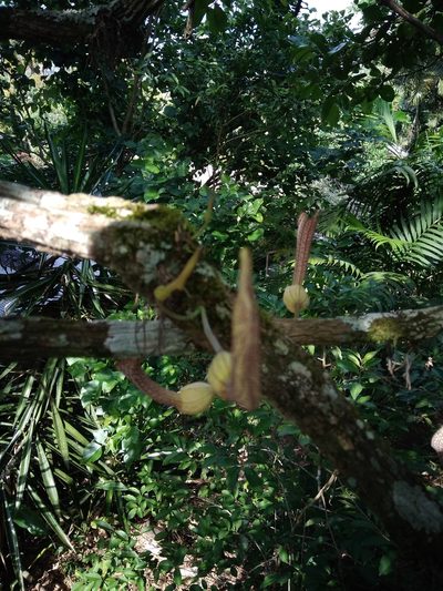 Aristolochia schippii, photographed by alejandrozab
