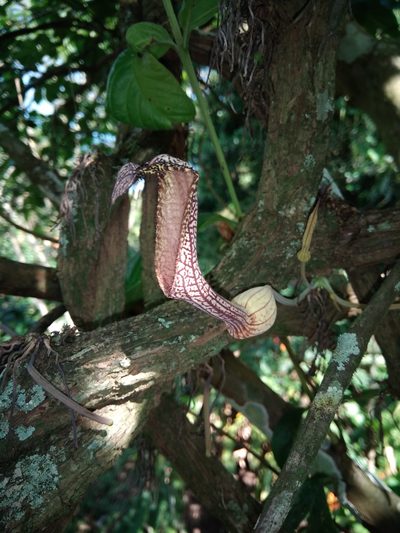 Aristolochia schippii, photographed by alejandrozab