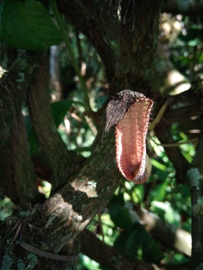 Aristolochia schippii, photographed by alejandrozab