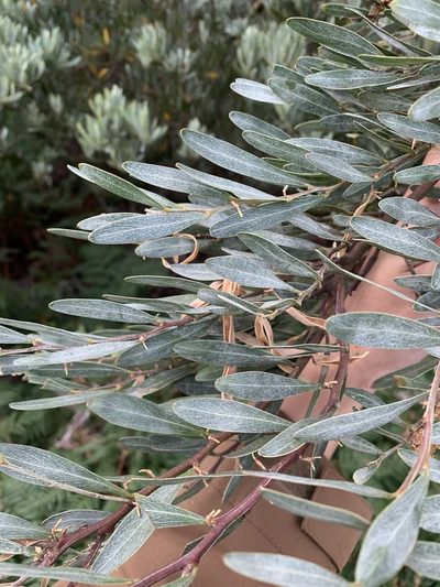 Acacia stricta, photographed by 呂一起(Lyu yi-chi)