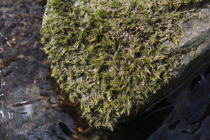 Dichelyma falcatum, photographed by Quinten Wiegersma